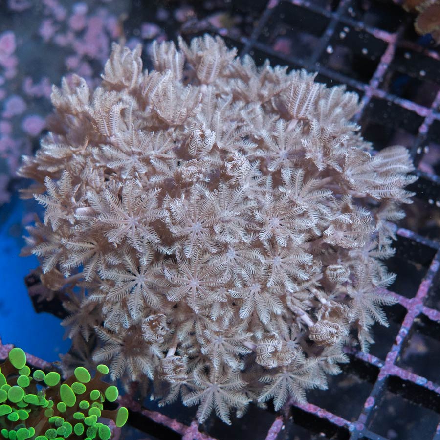 SBM Xenia Pulsante md