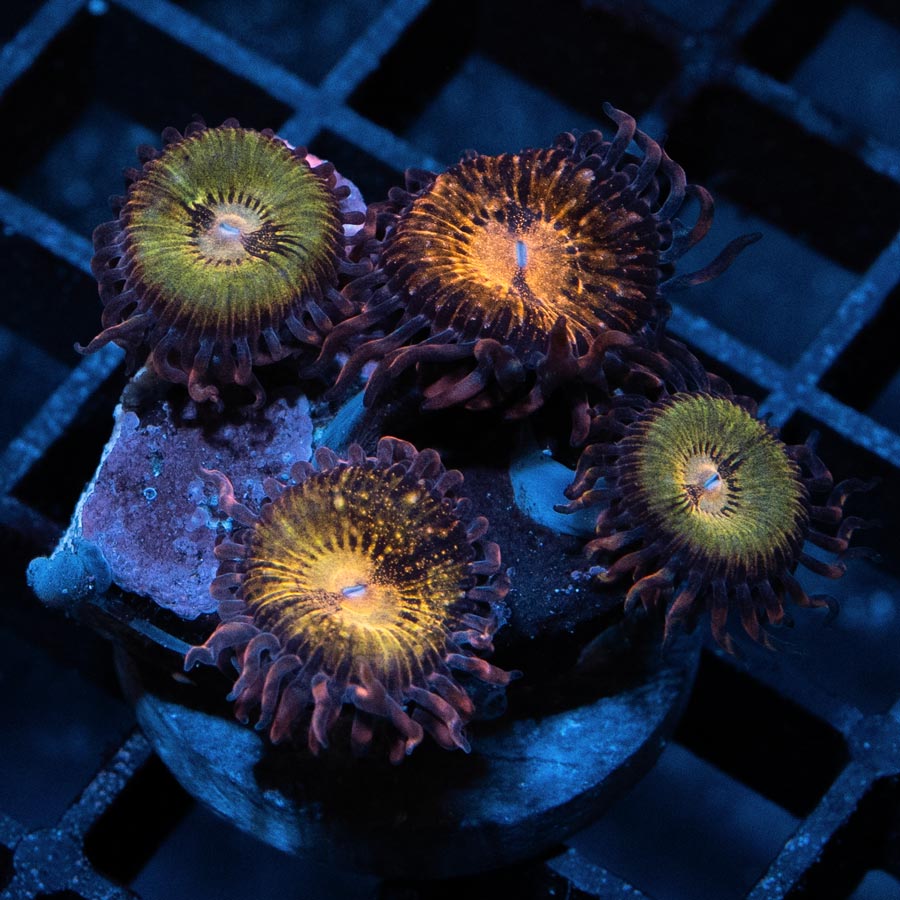 SBM Zoanthus Golden Galaxy 4 pol