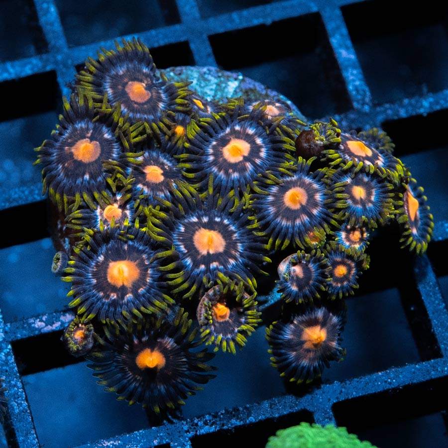 SBM Zoanthus 4 Elements 30 pol