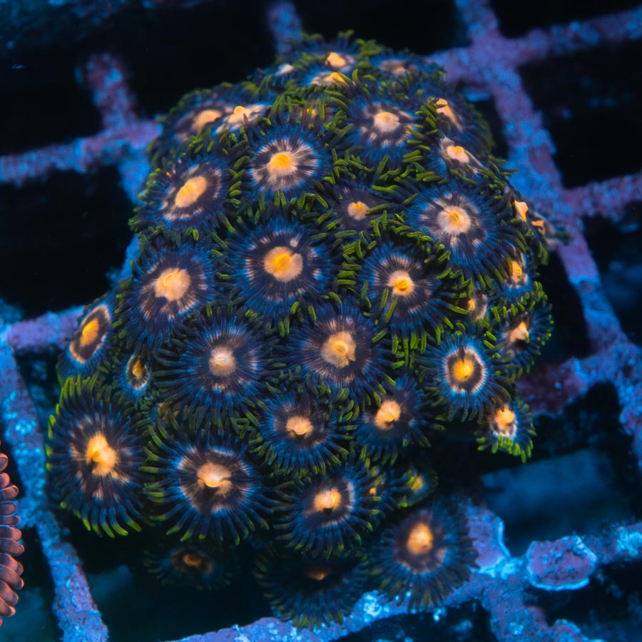 SBM Zoanthus 4 Elements 40 pol