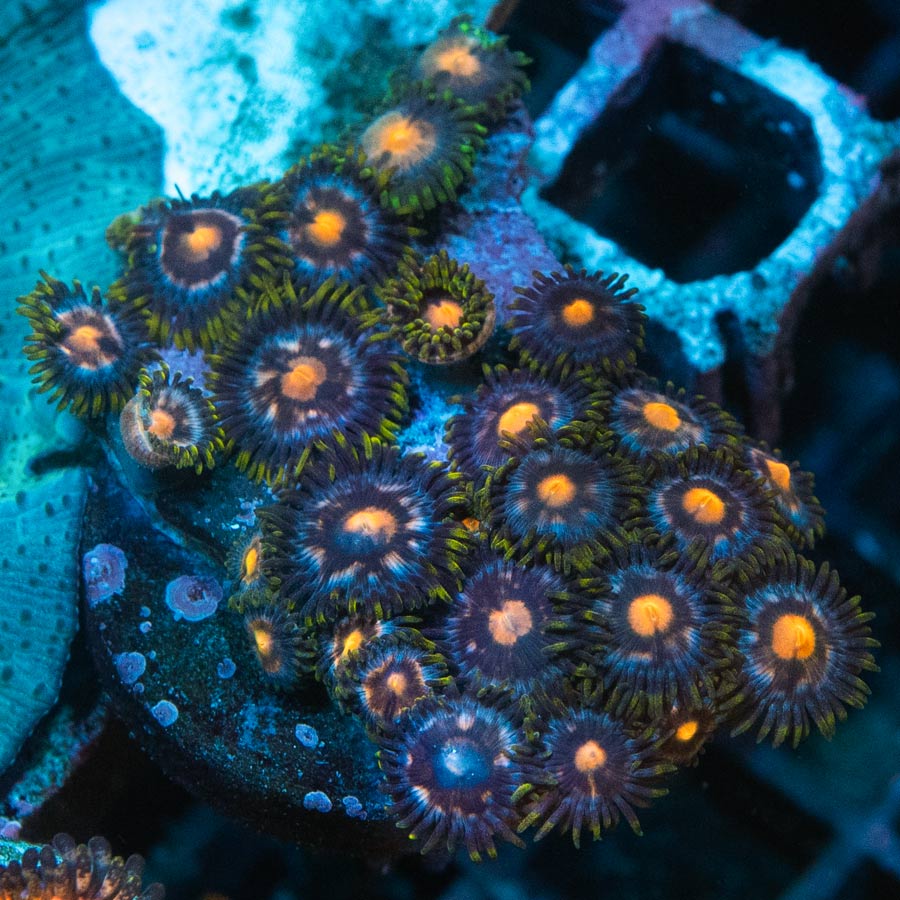 SBM Zoanthus 4 Elements 30 pol