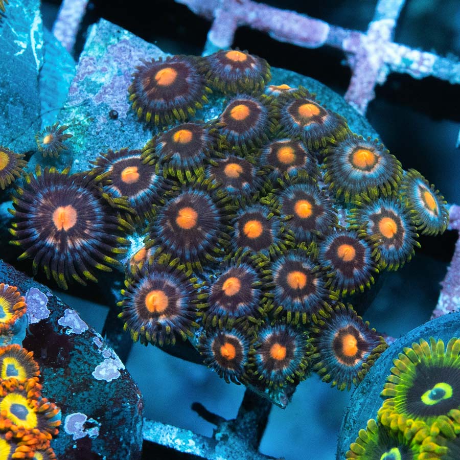 SBM Zoanthus 4 Elements 25 pol