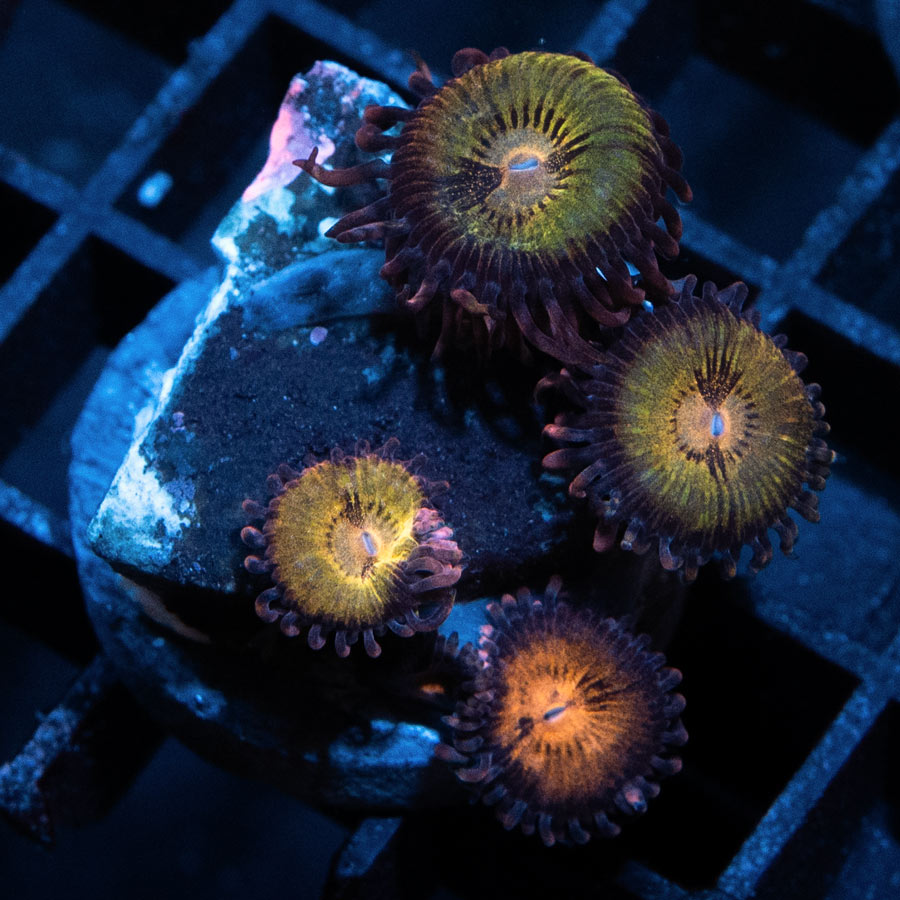 SBM Zoanthus Golden Galaxy 4 pol
