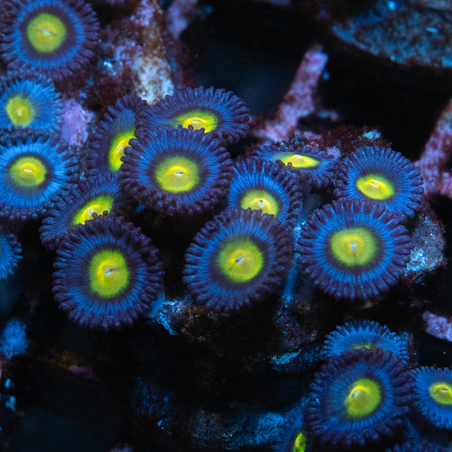 SBM Zoanthus AOI 10 pol