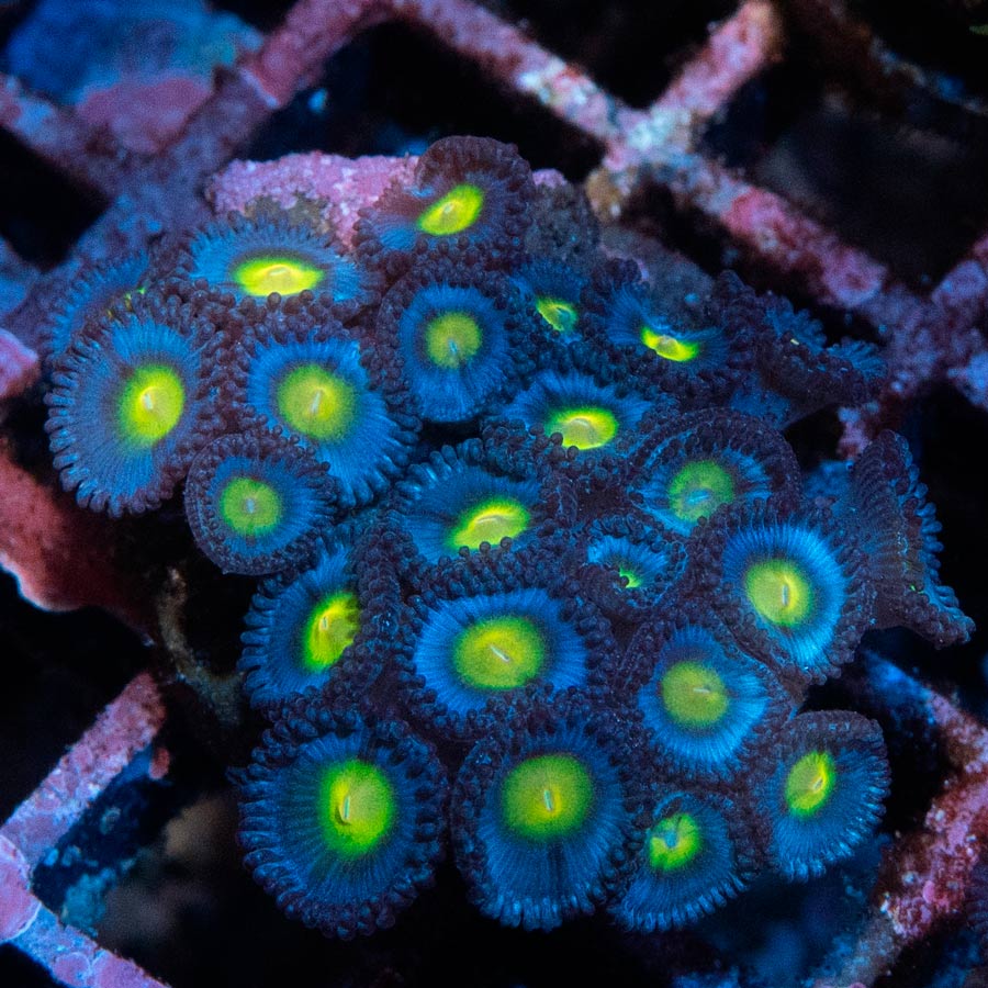 SBM Zoanthus AOI 25 pol