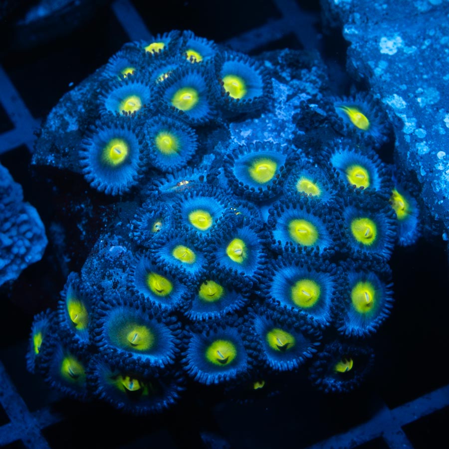SBM Zoanthus AOI 35 pol
