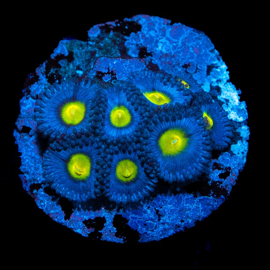 SBM Zoanthus AOI 10 pol