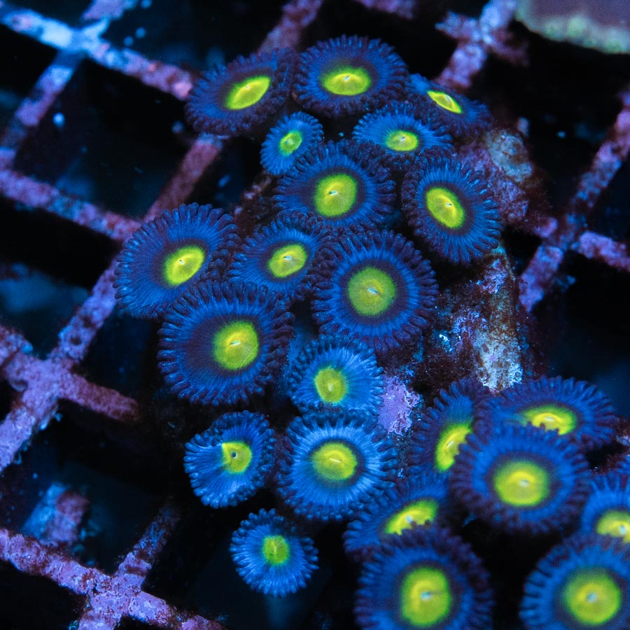 SBM Zoanthus AOI 15 pol