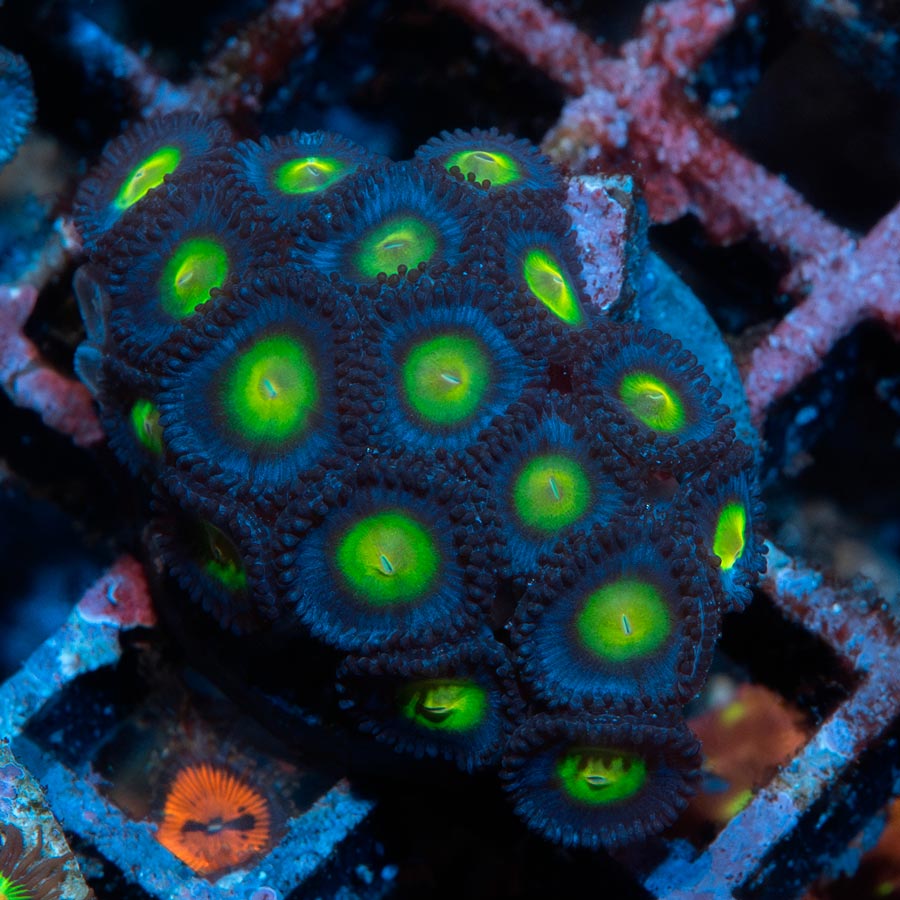 SBM Zoanthus AOI 20 pol