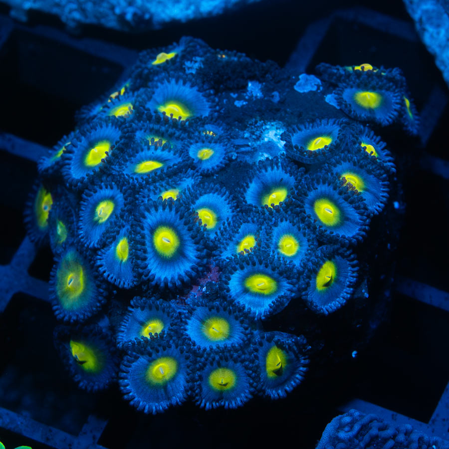 SBM Zoanthus AOI 40 pol