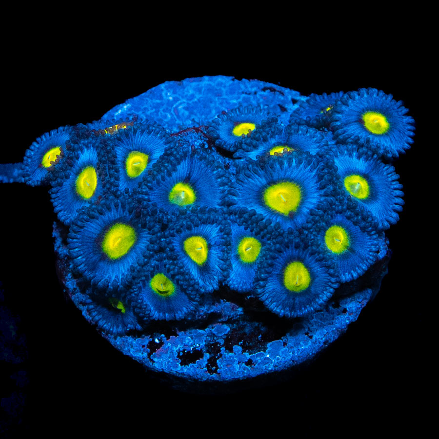 SBM Zoanthus AOI 20 pol