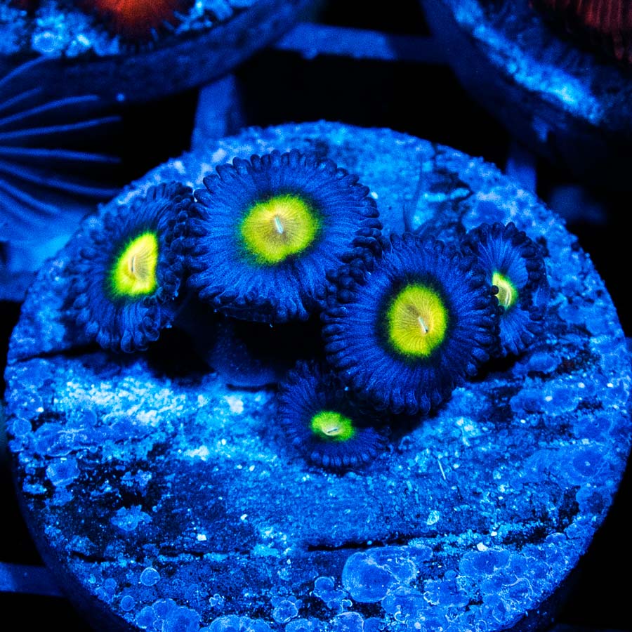 SBM Zoanthus AOI 5 pol