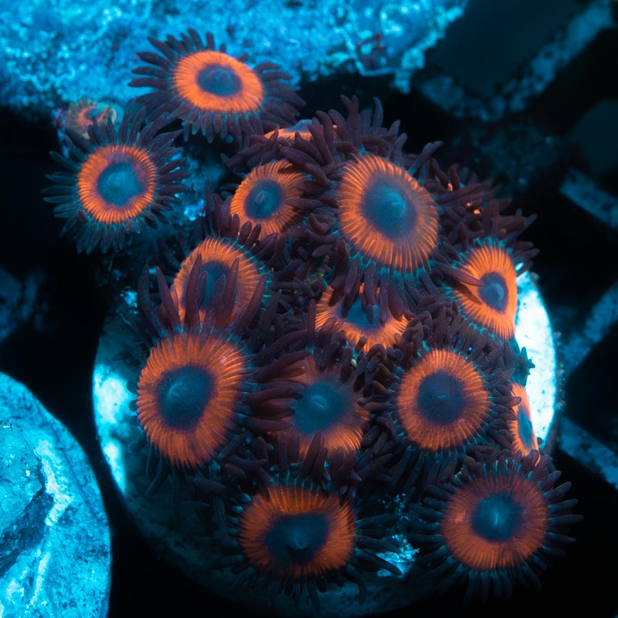 SBM Zoanthus Agent Orange