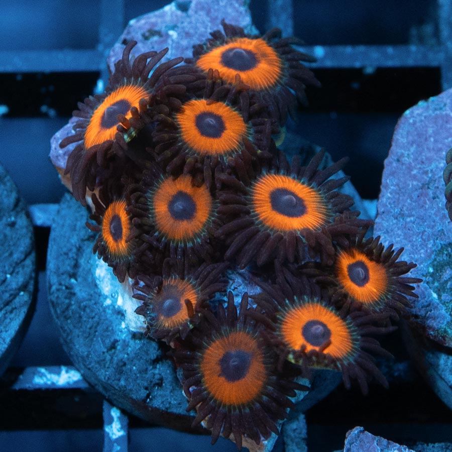 SBM Zoanthus Agent Orange 10 pol