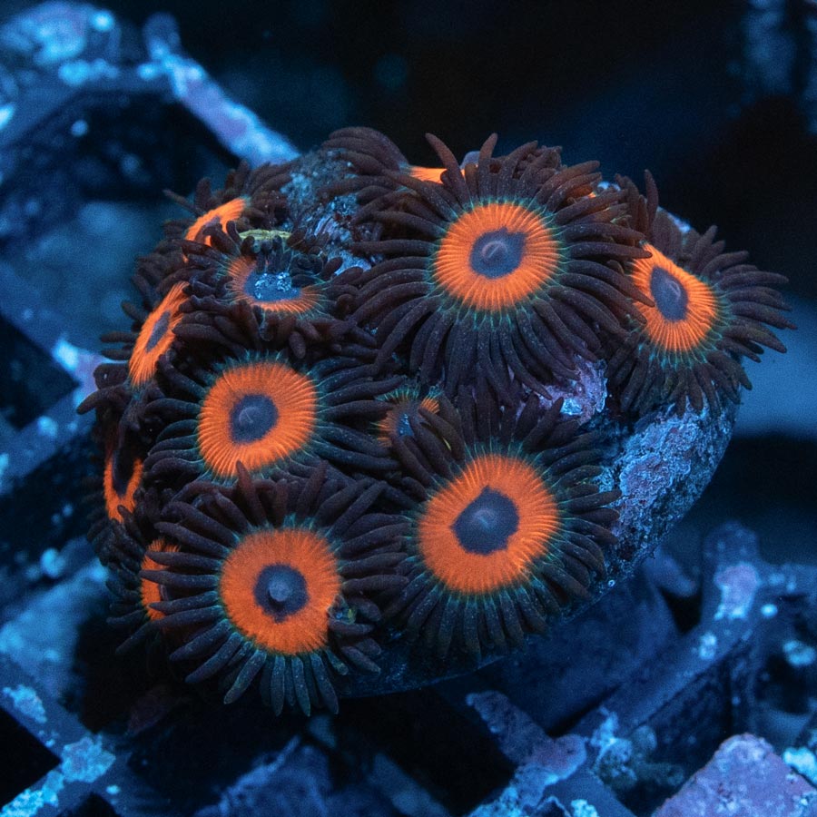 SBM Zoanthus Agent Orange 20 pol