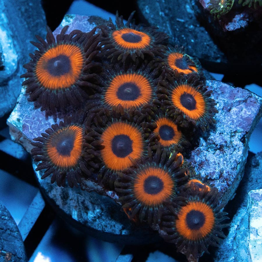 SBM Zoanthus Agent Orange 15 pol