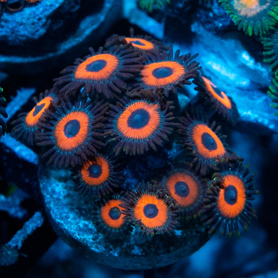 SBM Zoanthus Agent Orange