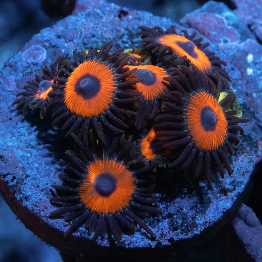 SBM Zoanthus Agent Orange