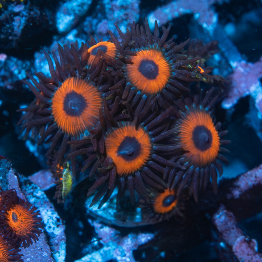 SBM Zoanthus Agent Orange 10 pol