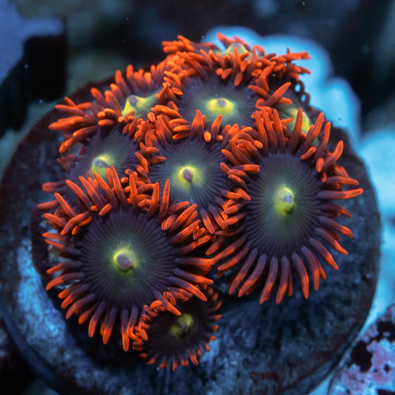 SBM Zoanthus Alpha y Omega 10 pol