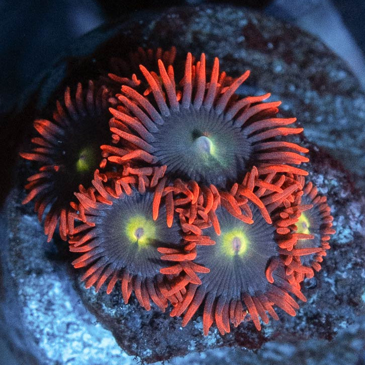 SBM Zoanthus Alpha y Omega 6 pol