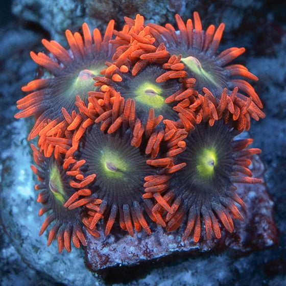 SBM Zoanthus Alpha y Omega 6 pol