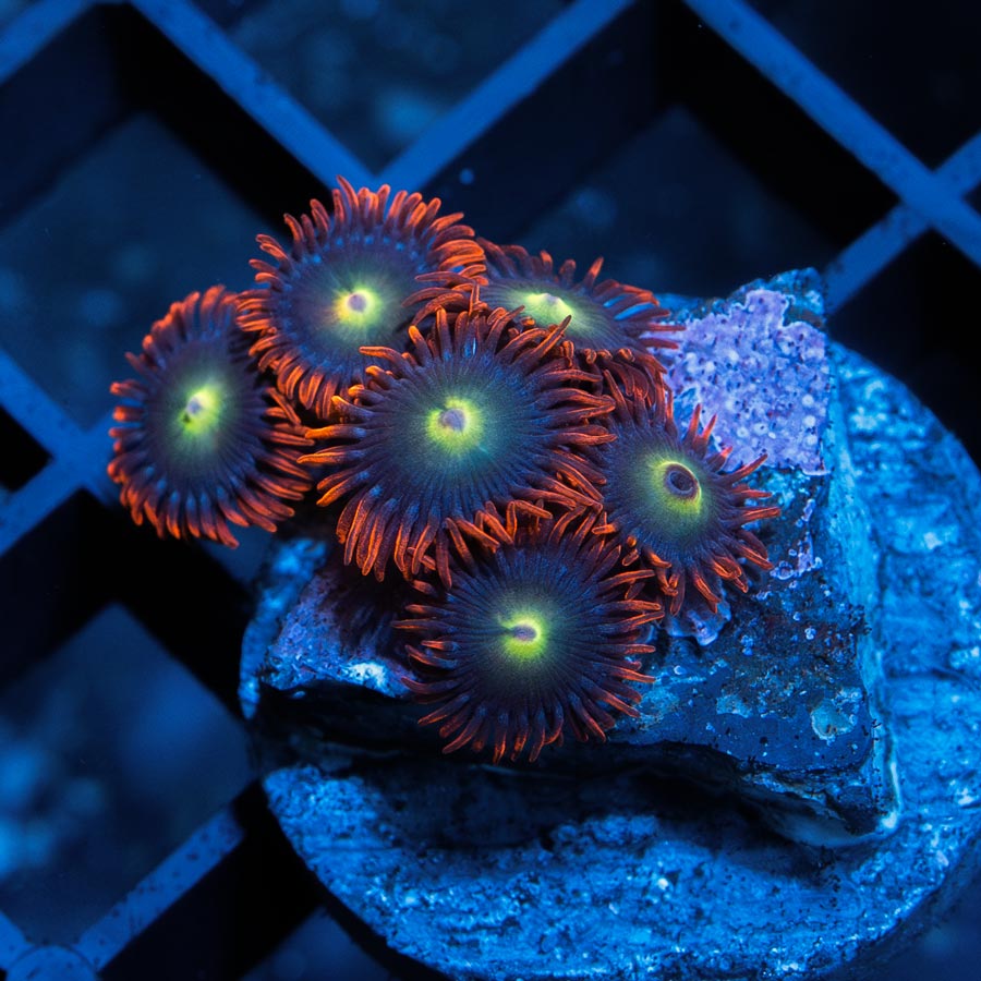 SBM Zoanthus Alpha y Omega