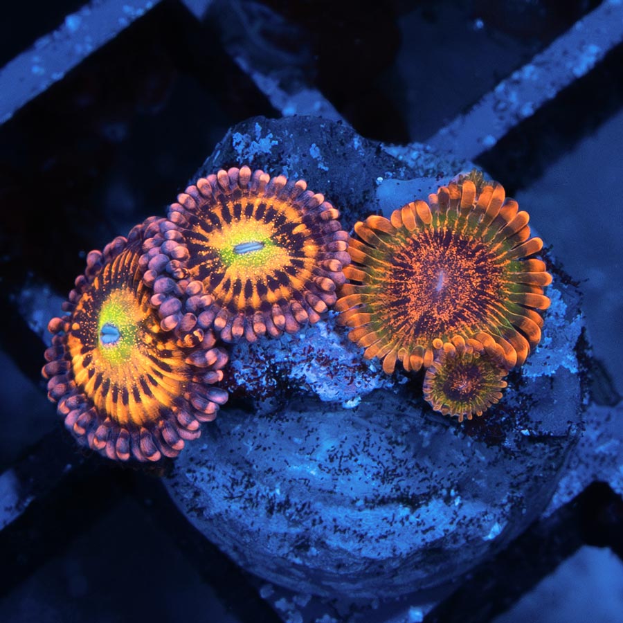 SBM Zoanthus Alien Antivenom + Zoanthus Speckled Krakatoa