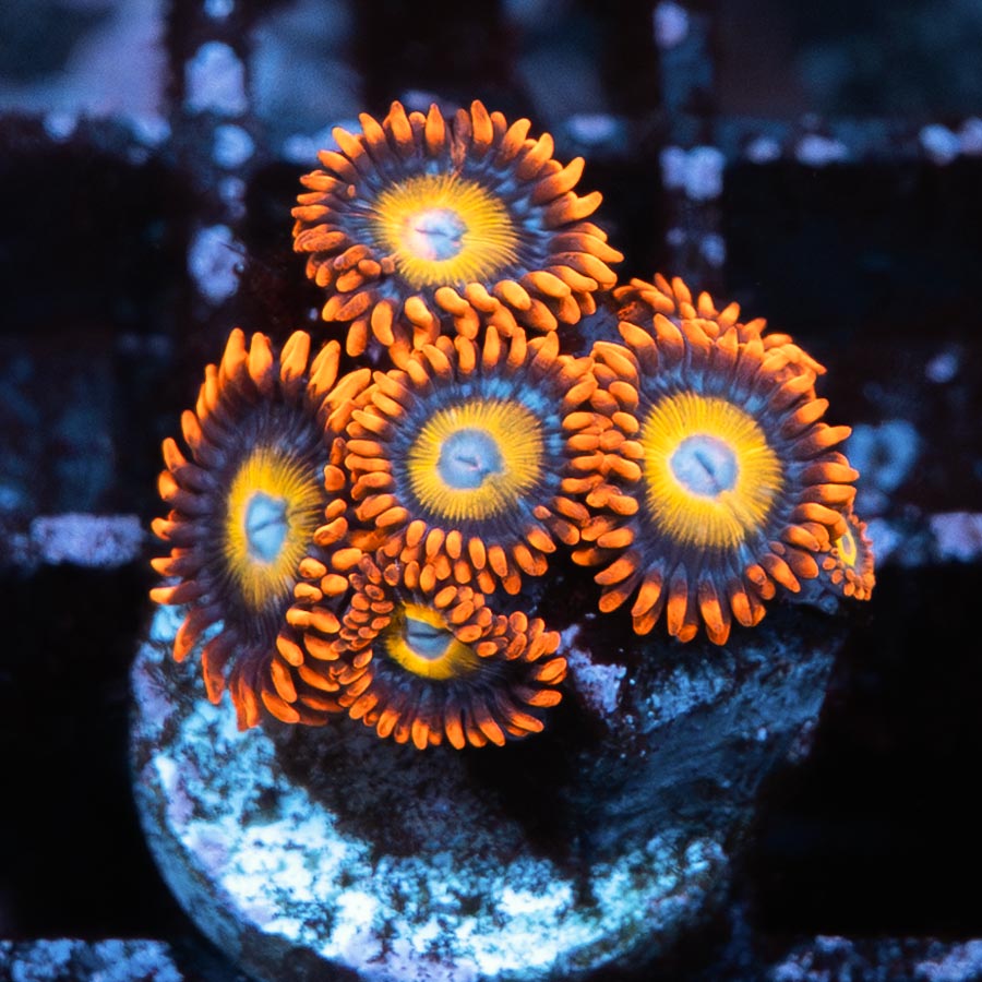 SBM Zoanthus BBEB