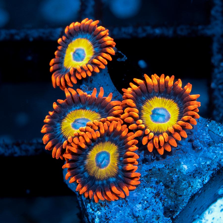 SBM Zoanthus BBEB