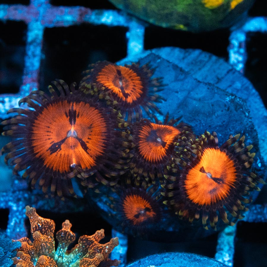 SBM Zoanthus Blood Sucker 5 pol