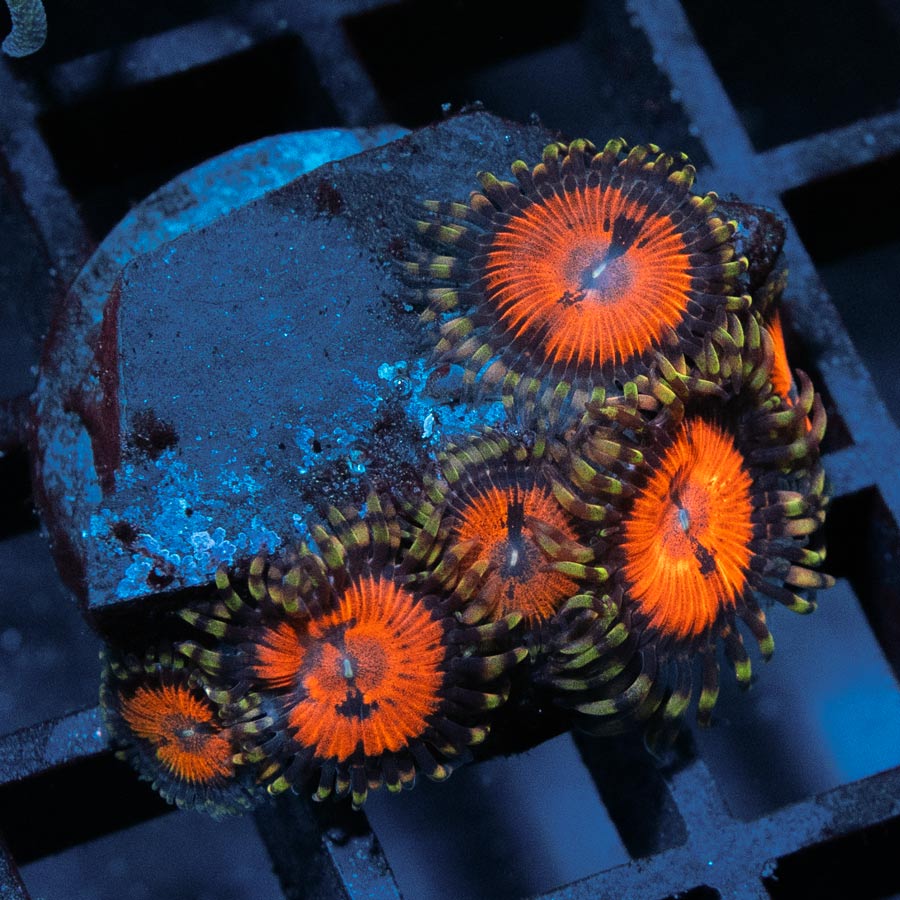 SBM Zoanthus Blood Sucker 7 pol