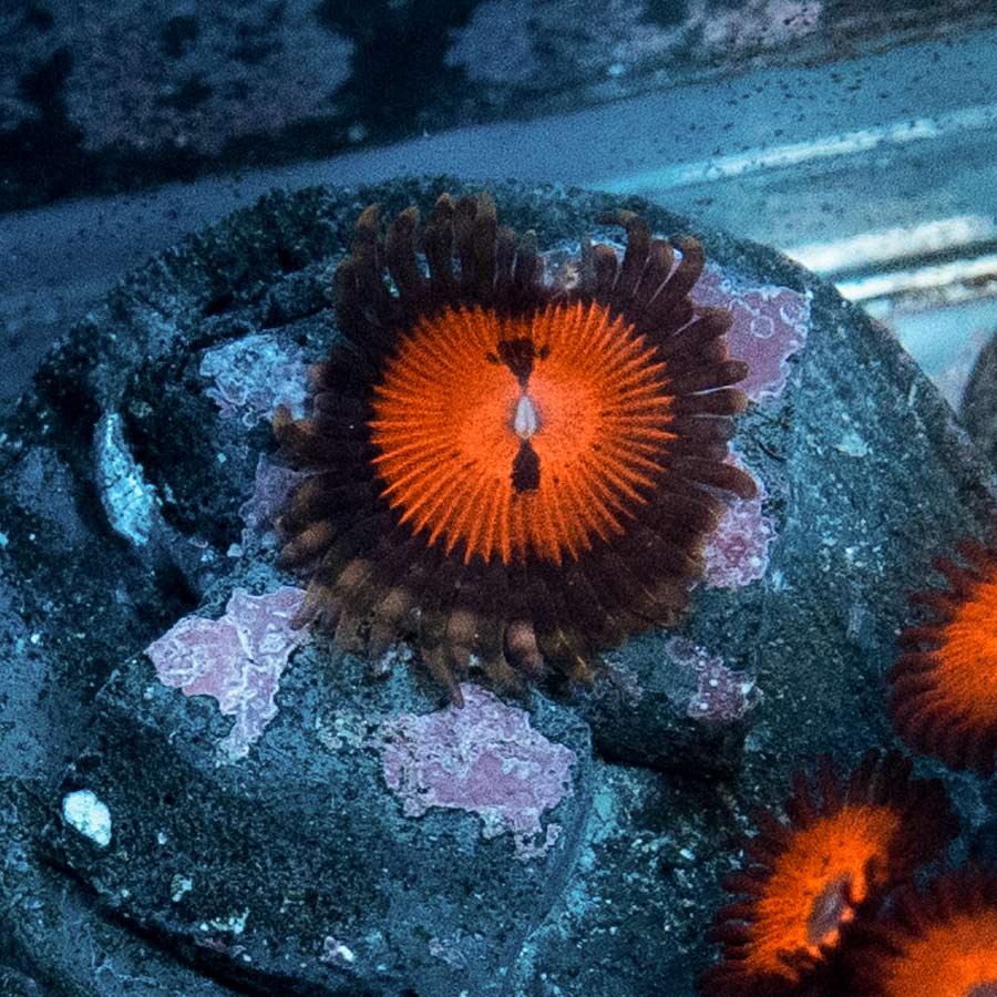 SBM Zoanthus Blood Sucker 1 pol