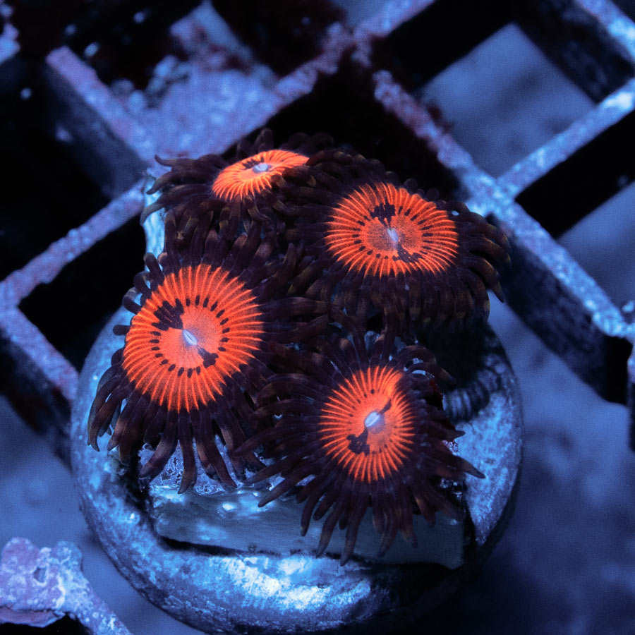 SBM Zoanthus Blood Sucker