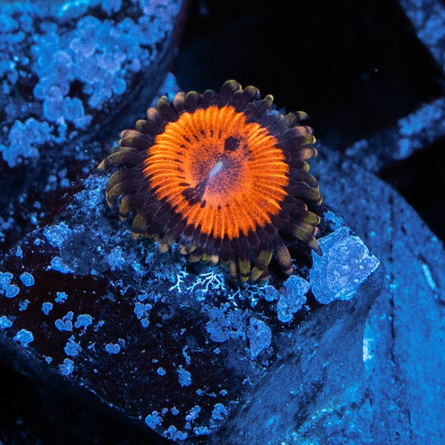 SBM Zoanthus Blood Sucker 1 pol