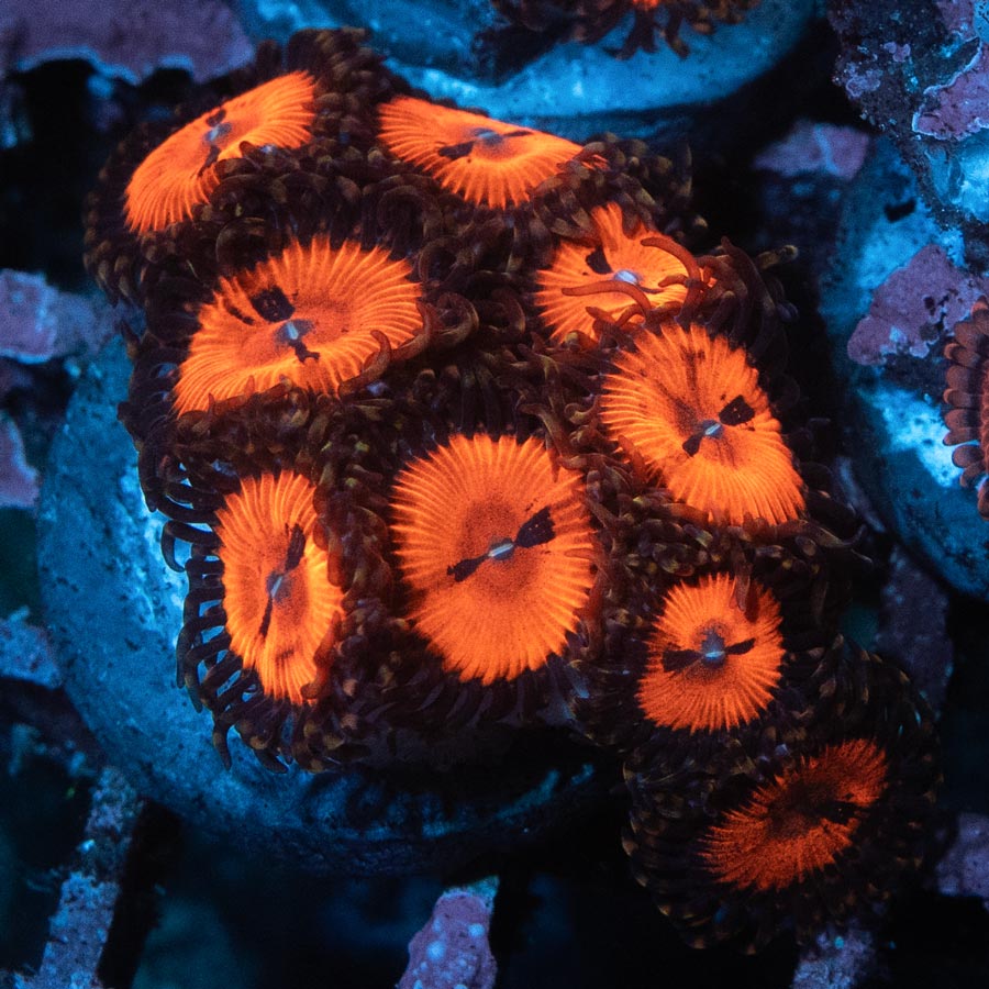 SBM Zoanthus Blood Sucker 10 pol
