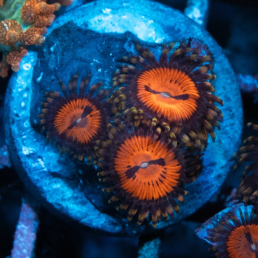 SBM Zoanthus Blood Sucker 3 pol