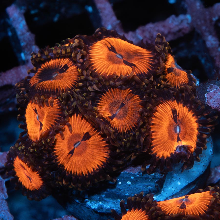 SBM Zoanthus Blood Sucker 10 pol
