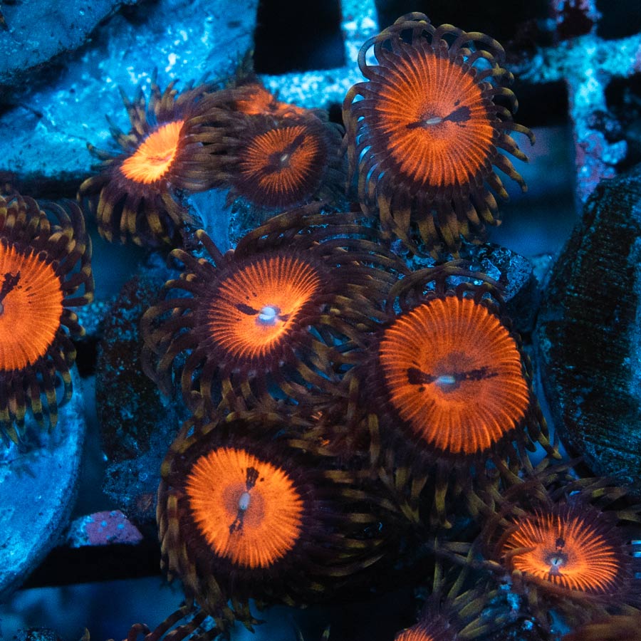 SBM Zoanthus Blood Sucker 10 pol