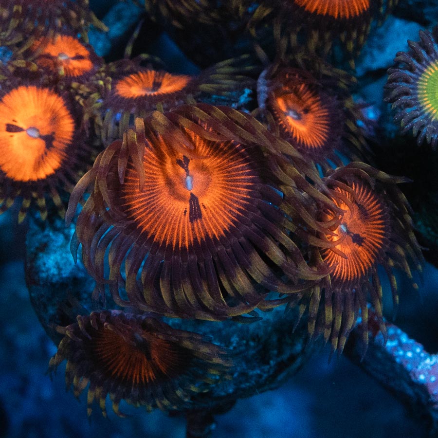 SBM Zoanthus Blood Sucker 5 pol