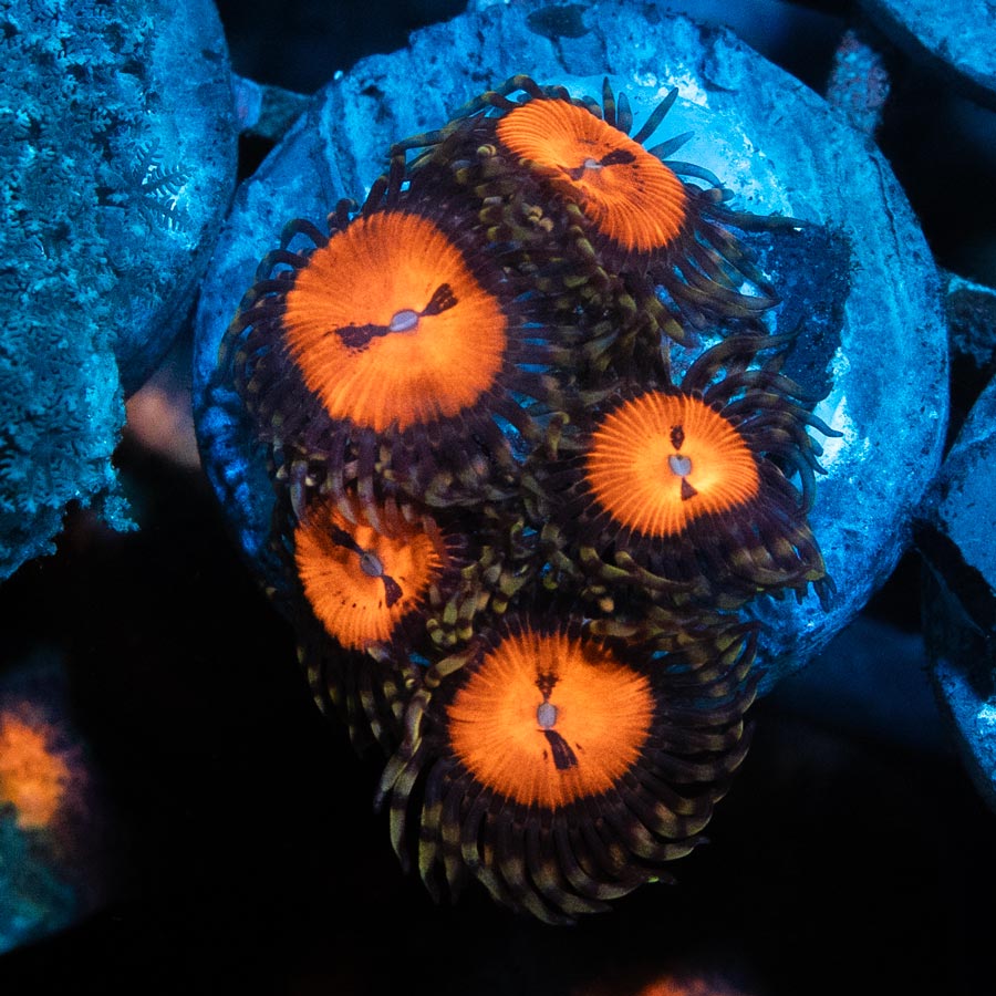 SBM Zoanthus Blood Sucker 5 pol