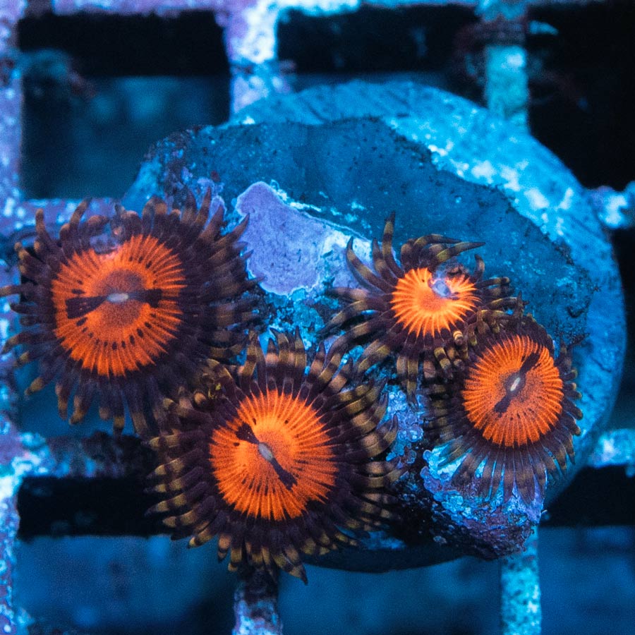 SBM Zoanthus Blood Sucker 4 pol