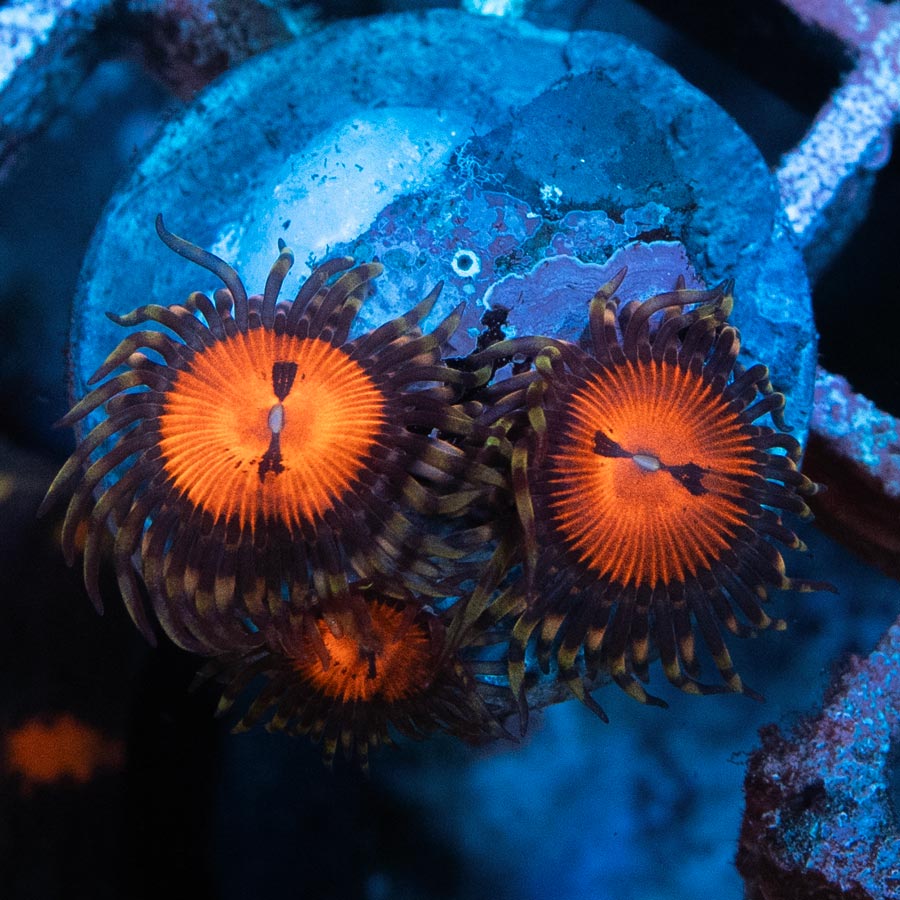 SBM Zoanthus Blood Sucker 3 pol