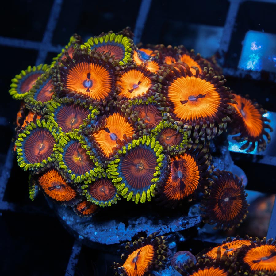 SBM Zoanthus Blood Sucker + Dragon Eyes