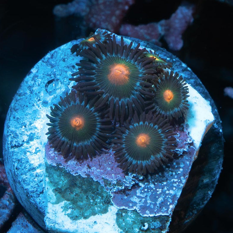 SBM Zoanthus Blow Pop 6 pol