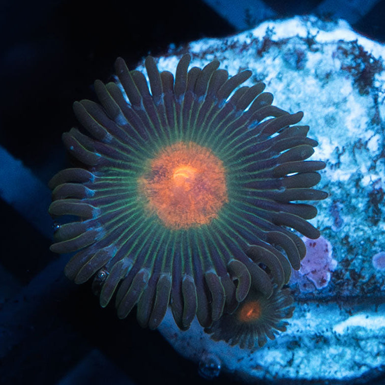 SBM Zoanthus Blow Pop