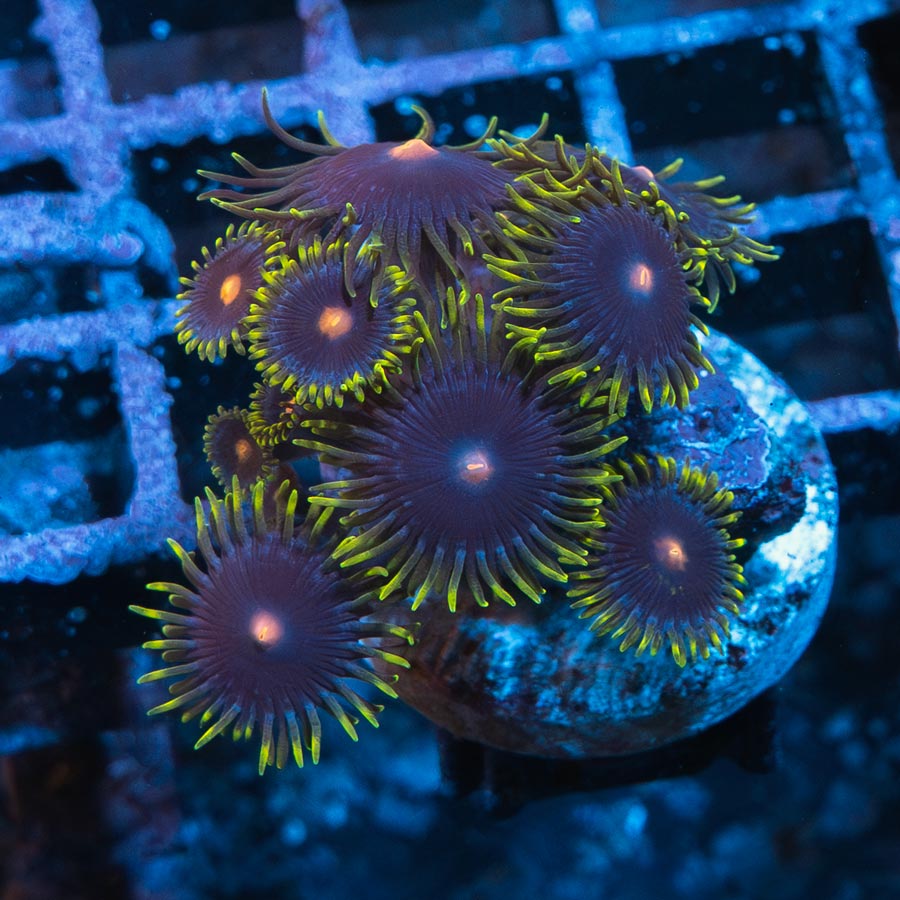 SBM Zoanthus Blow Pop