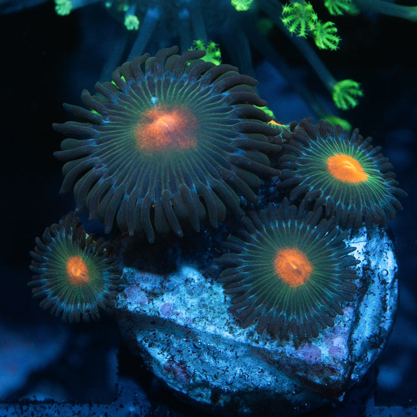 SBM Zoanthus Blow Pop 6 pol