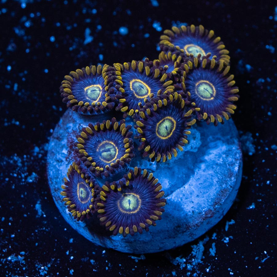 SBM Zoanthus Blue Hornet