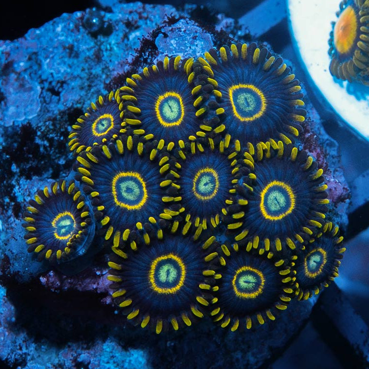 SBM Zoanthus Blue Hornet 10 pol